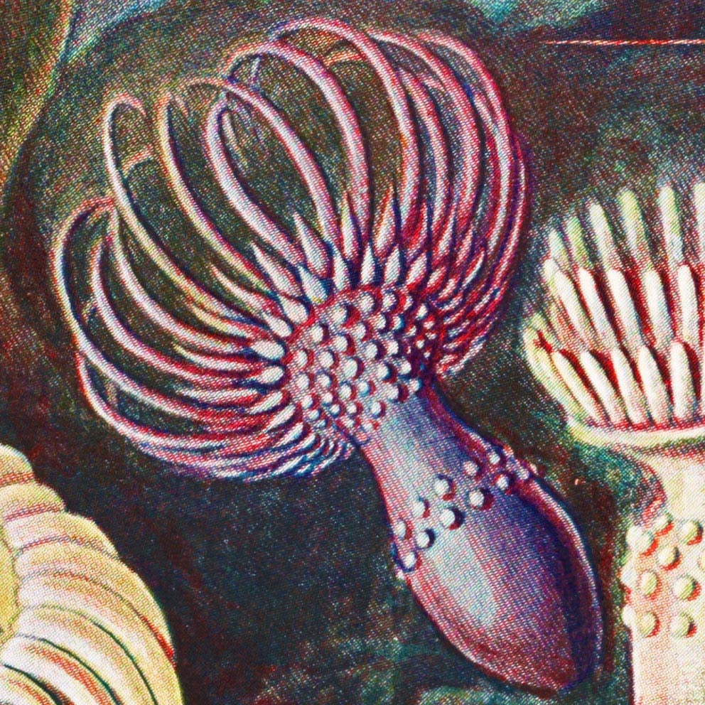 Sea Anemone I (Actiniae–Seeanemonen) by Ernst Haeckel