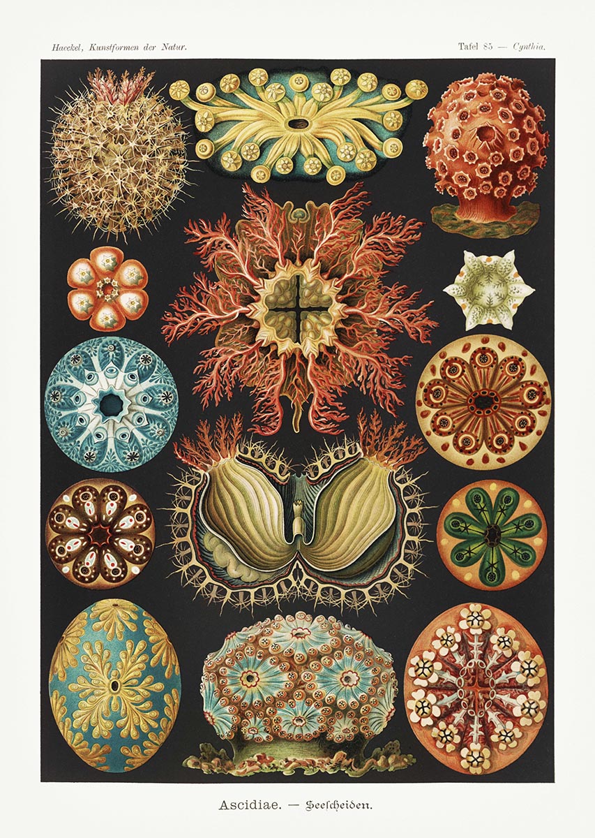 Ascidiae - Colourful Corals Embryology, by Ernst Haeckel