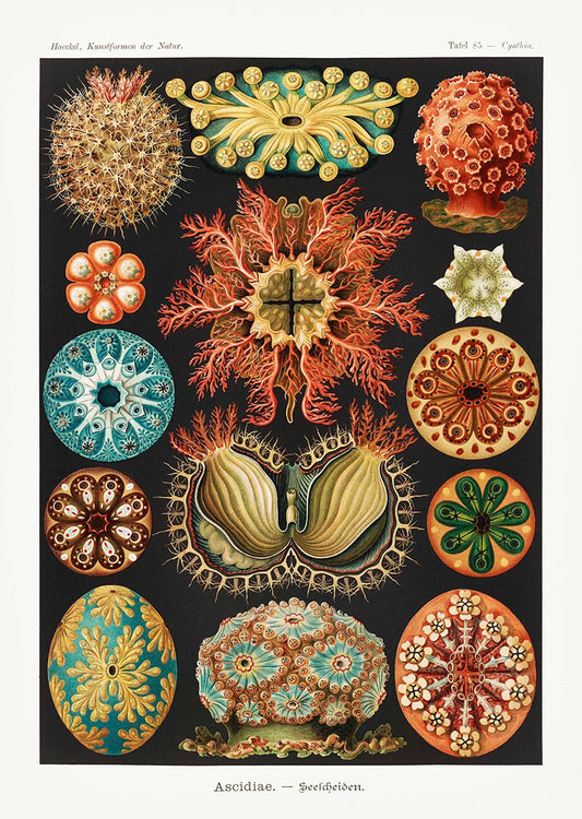 Ascidiae - Colourful Corals Embryology, by Ernst Haeckel