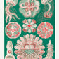 Discomedusae III Green and Pink, by Ernst Haeckel