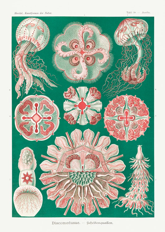 Discomedusae III Verde y rosa, de Ernst Haeckel