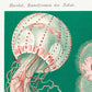 Discomedusae III Green and Pink, by Ernst Haeckel