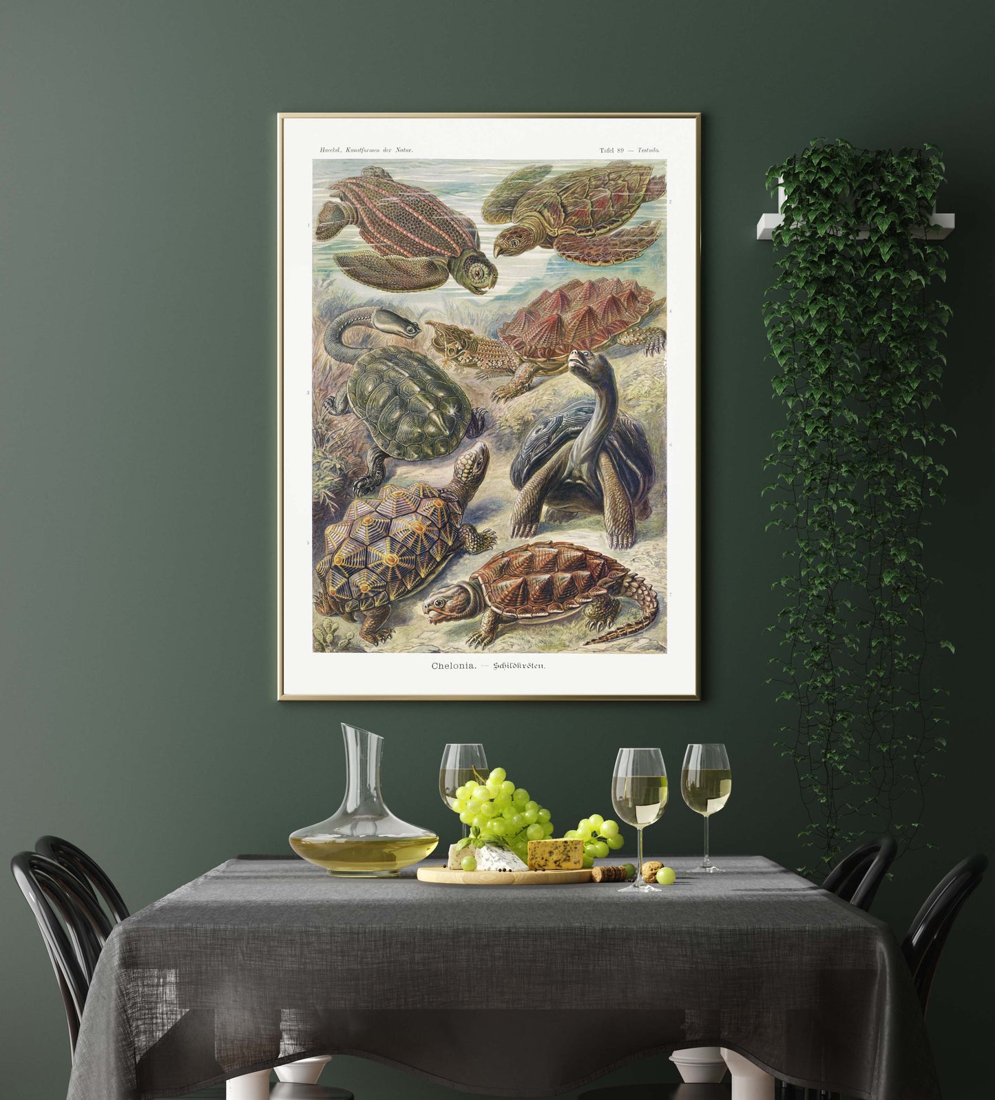 Ernst Haeckel Wall Art - Chelonia by Ernst Haeckel Poster