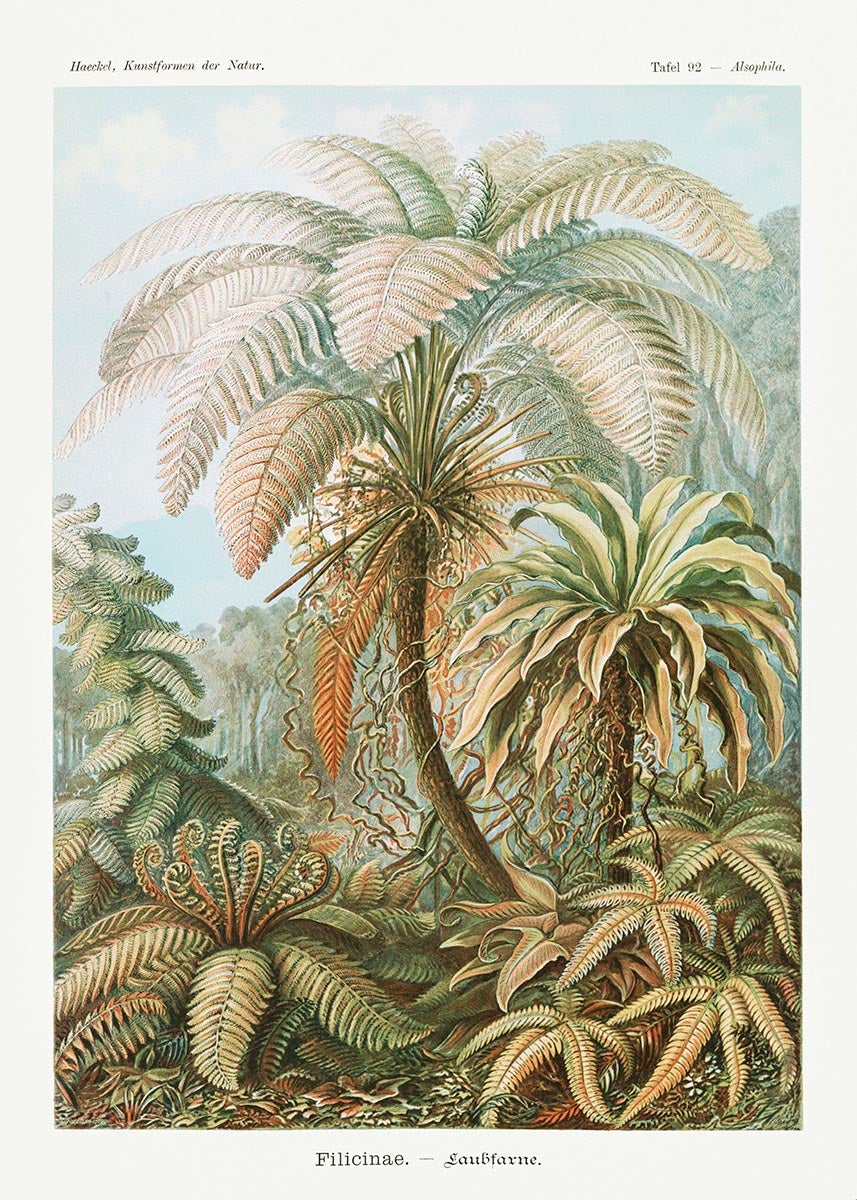 Palm Tree I (Filicinae–Laubfarne)  by Ernst Haeckel