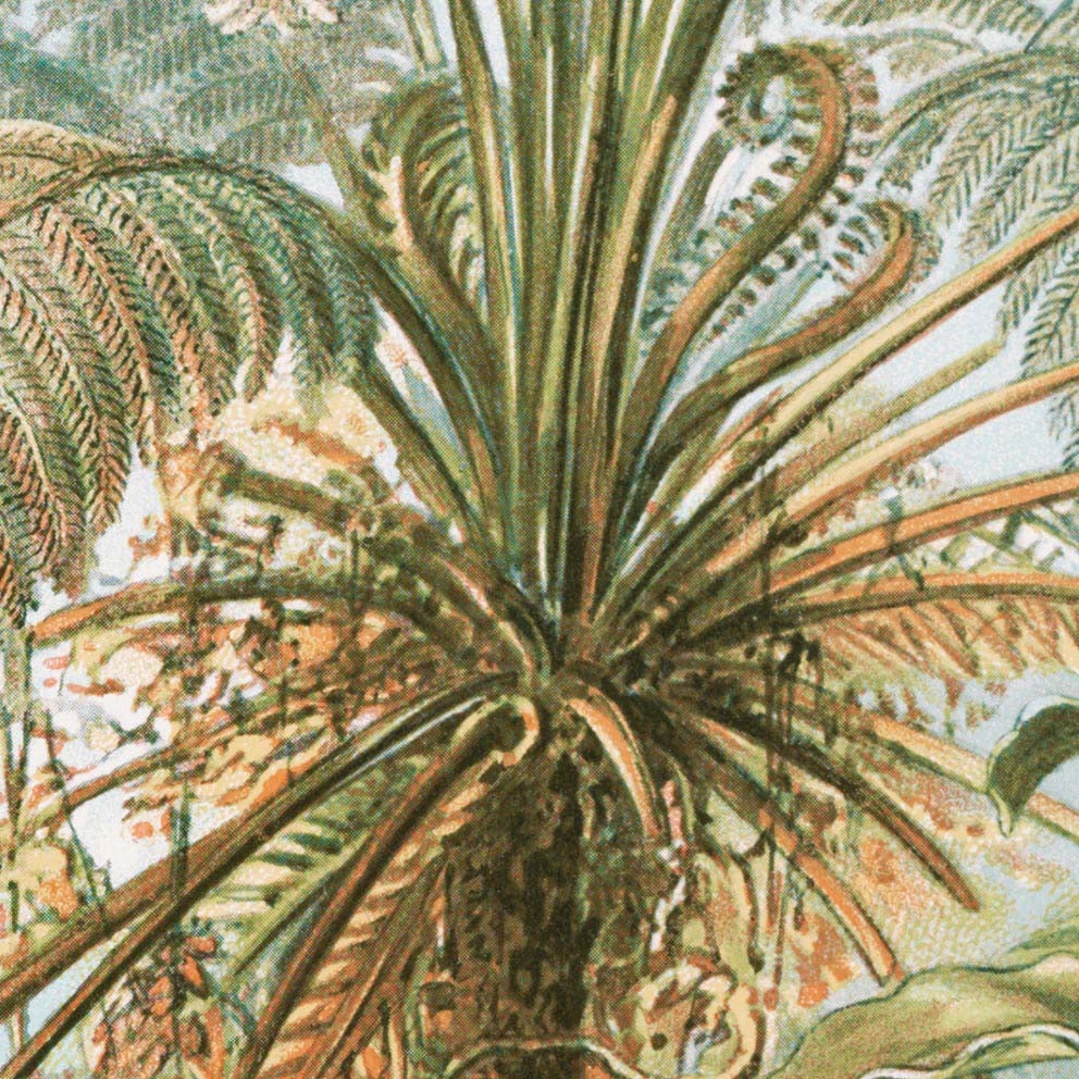 Palm Tree I (Filicinae–Laubfarne)  by Ernst Haeckel