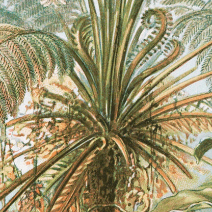 Palmera I (Filicinae–Laubfarne) de Ernst Haeckel