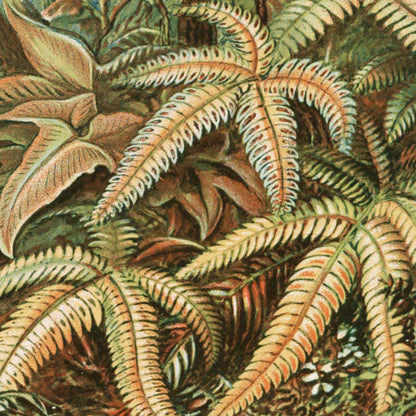 Palmera I (Filicinae–Laubfarne) de Ernst Haeckel