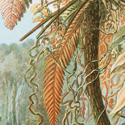 Palmera I (Filicinae–Laubfarne) de Ernst Haeckel