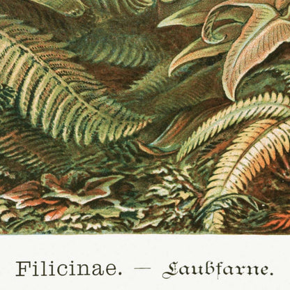 Palmera I (Filicinae–Laubfarne) de Ernst Haeckel