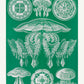 Discomedusae I - Green Jellyfish, by Ernst Haeckel