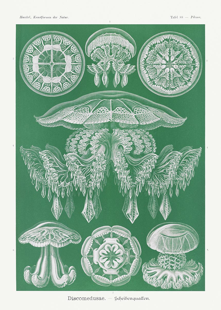 Discomedusae I - Green Jellyfish, by Ernst Haeckel