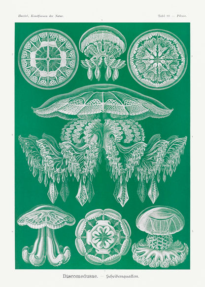 Discomedusae I - Medusa verde, de Ernst Haeckel