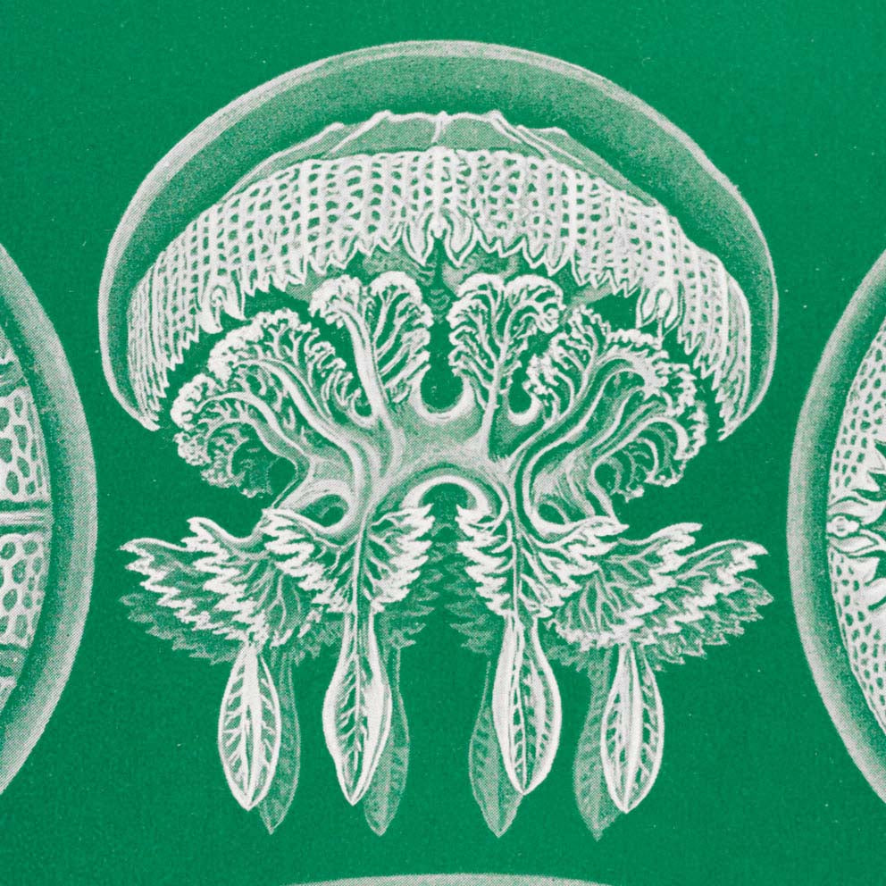 Discomedusae I - Green Jellyfish, by Ernst Haeckel