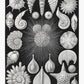 Thalamophora by Ernst Haeckel