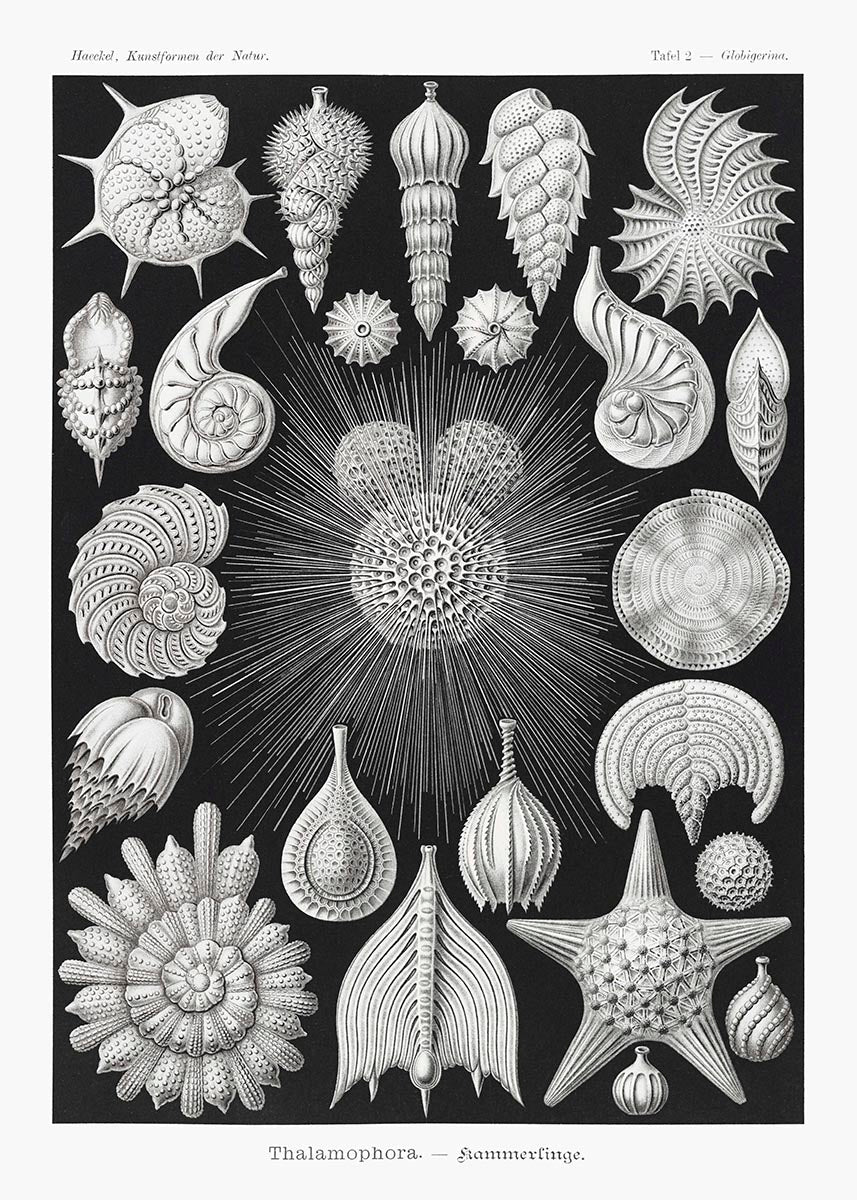 Thalamophora by Ernst Haeckel