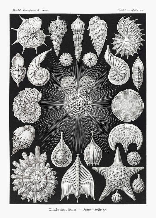 Talamófora de Ernst Haeckel