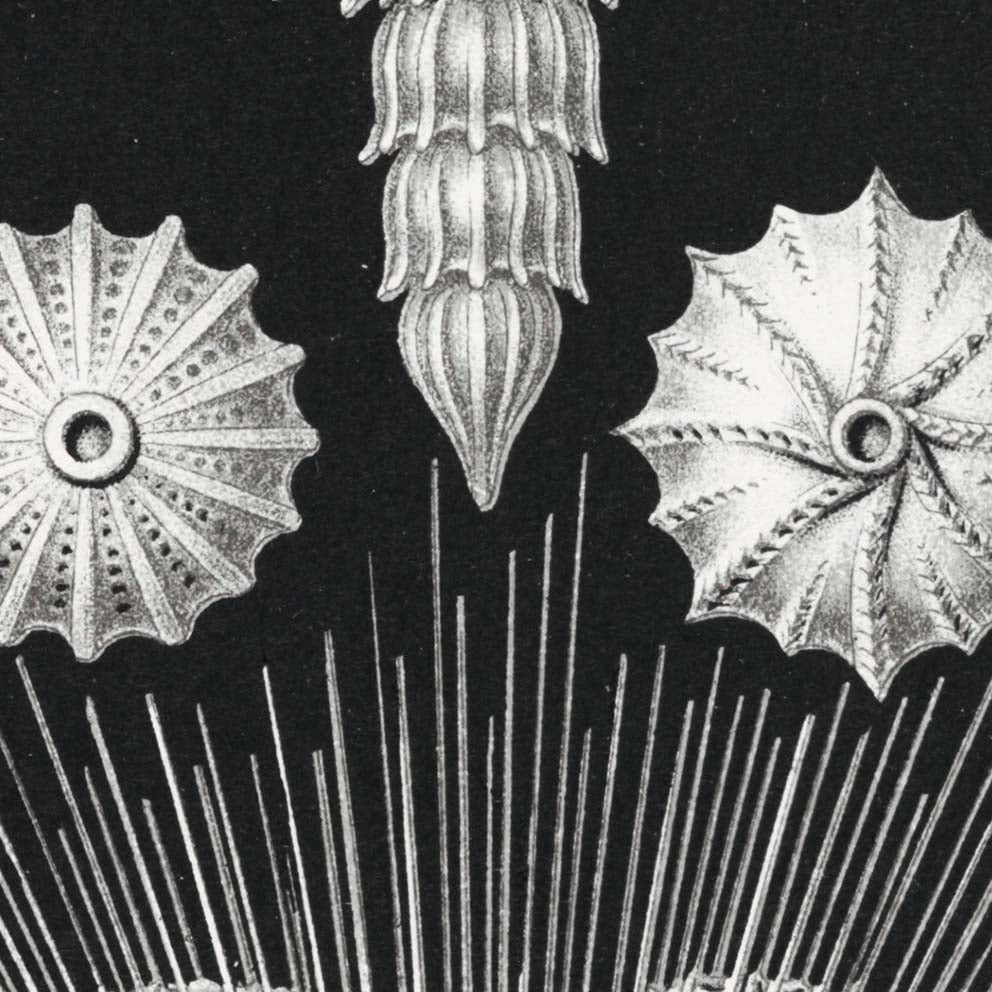 Talamófora de Ernst Haeckel