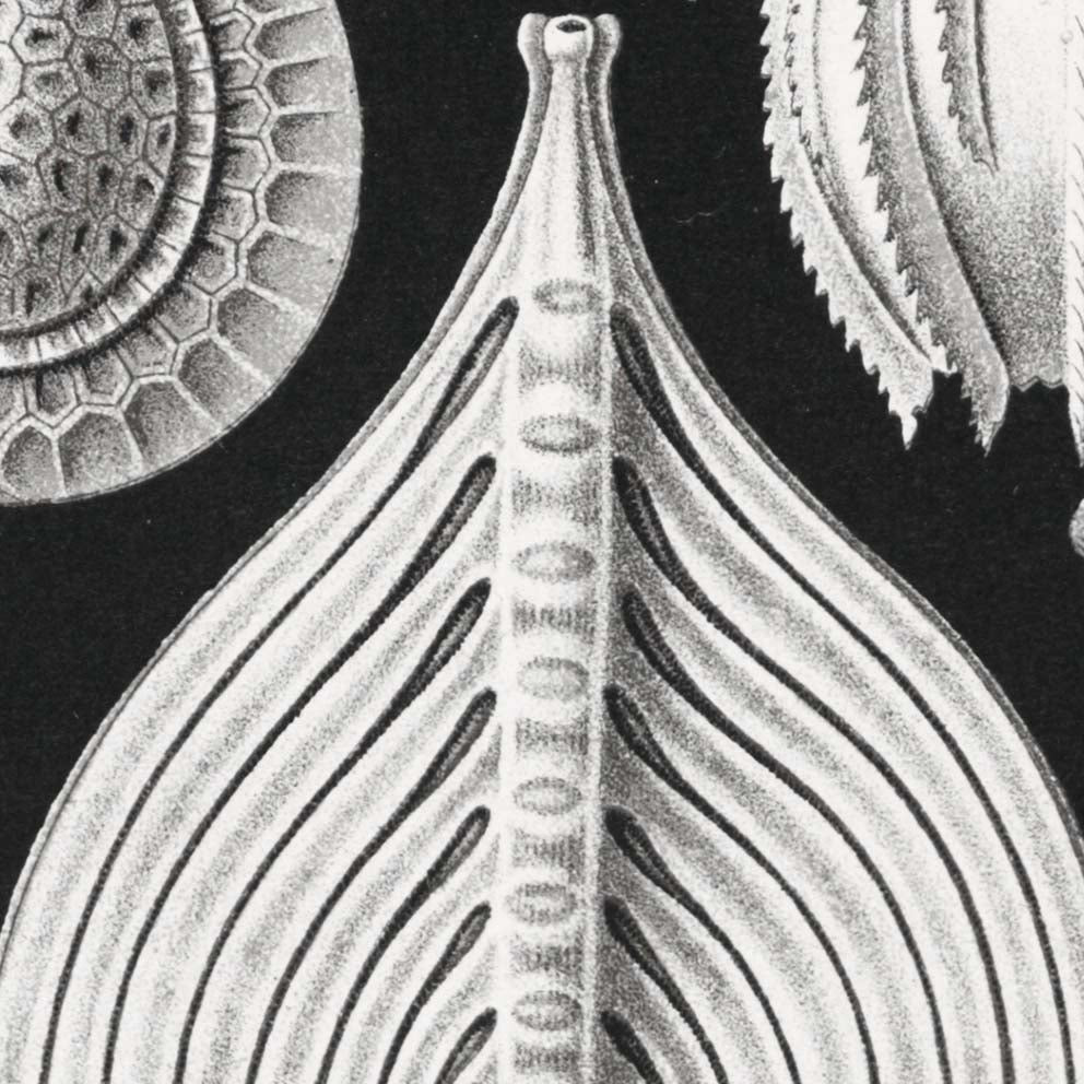 Talamófora de Ernst Haeckel