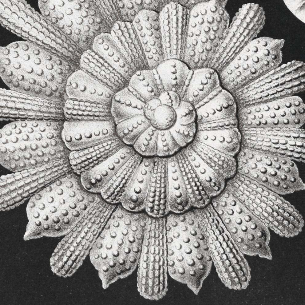 Talamófora de Ernst Haeckel