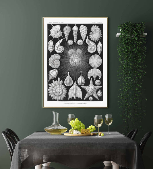 Ernst Haeckel Wall Art - Thalamophora by Ernst Haeckel Poster