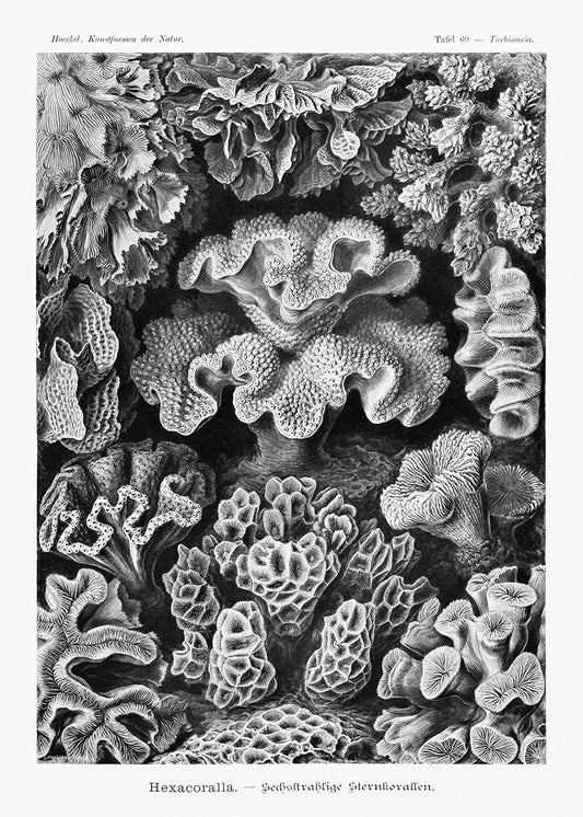 Hexacoralla I de Ernst Haeckel