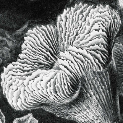 Hexacoralla I de Ernst Haeckel