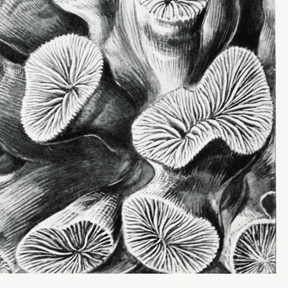 Hexacoralla I de Ernst Haeckel