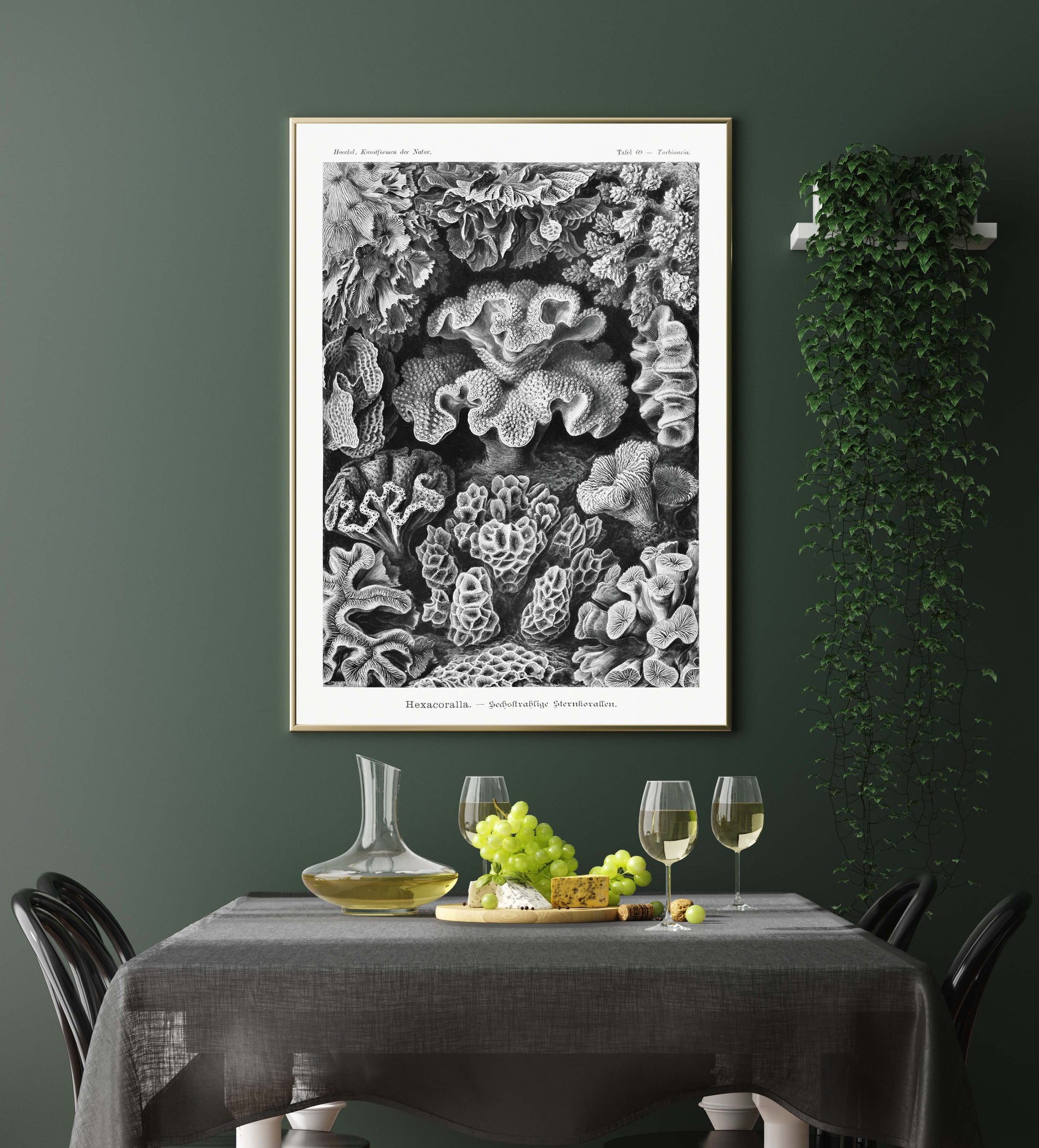 Ernst Haeckel Wall Art - Hexacoralla I by Ernst Haeckel Poster