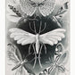 Tineida Moths by Ernst Haeckel