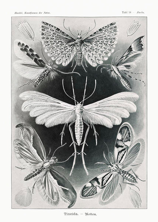 Polillas Tineida de Ernst Haeckel