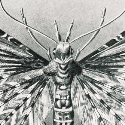 Polillas Tineida de Ernst Haeckel