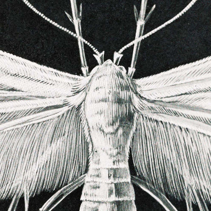 Polillas Tineida de Ernst Haeckel