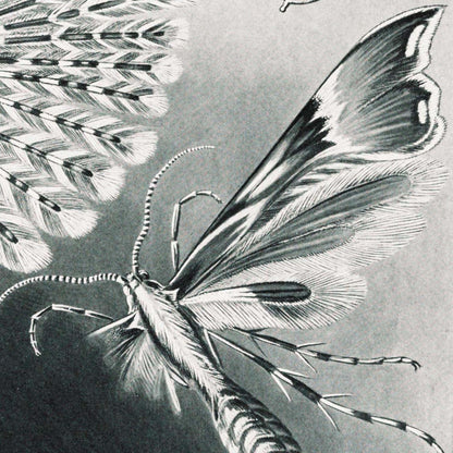 Polillas Tineida de Ernst Haeckel