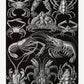 Decapoda by Ernst Haeckel