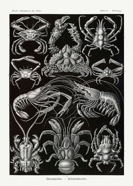 Decapoda de Ernst Haeckel