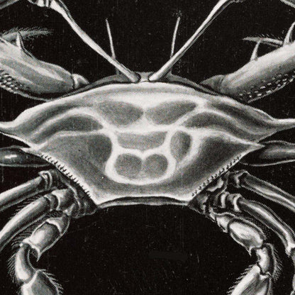 Decapoda de Ernst Haeckel