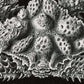 Decapoda by Ernst Haeckel