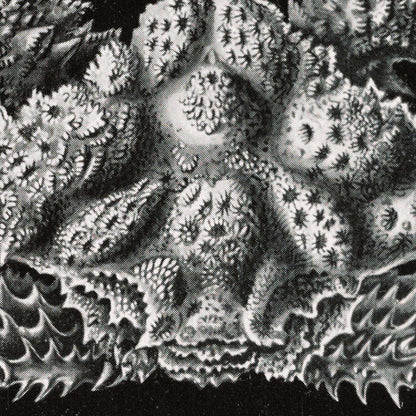 Decapoda de Ernst Haeckel