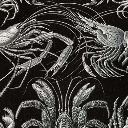 Decapoda de Ernst Haeckel