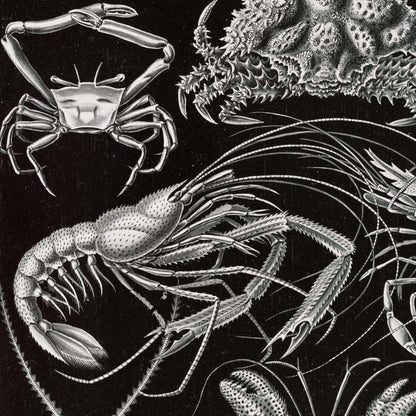 Decapoda de Ernst Haeckel