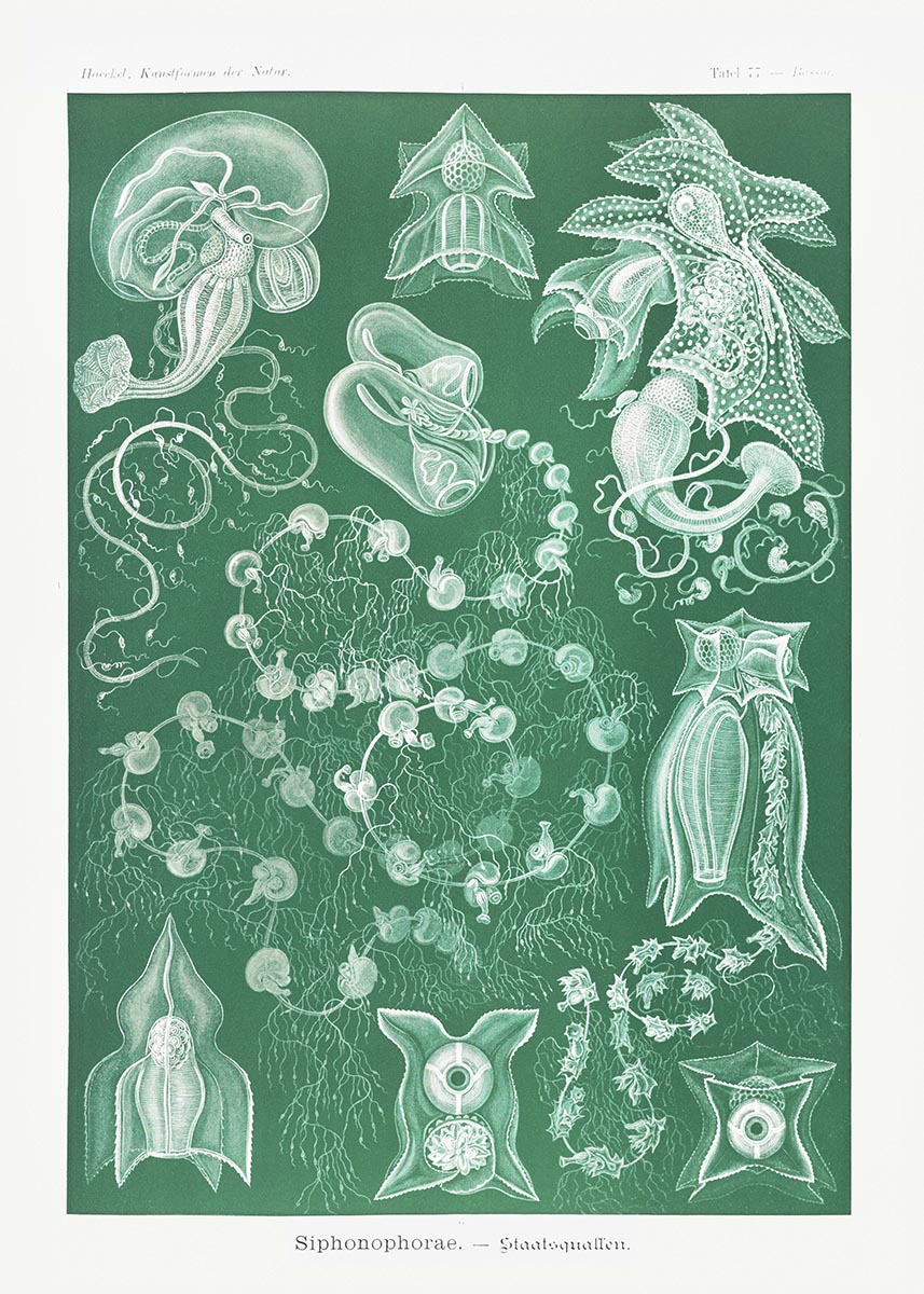 Siphonophorae I by Ernst Haeckel