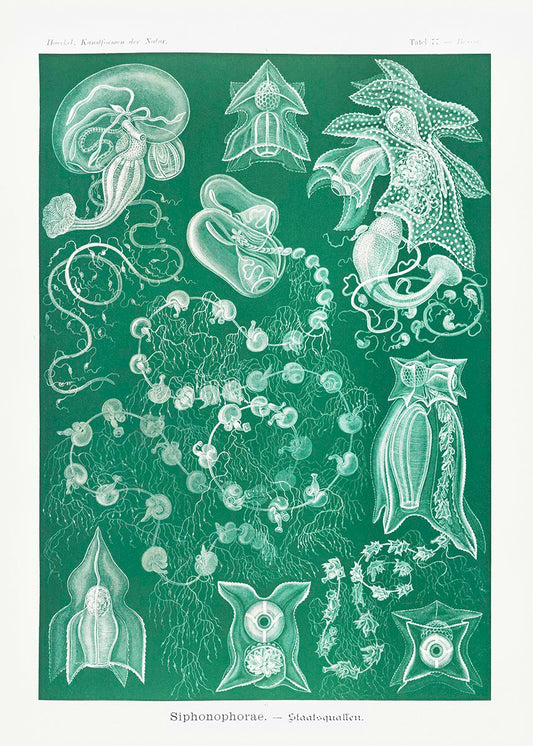 Siphonophorae I de Ernst Haeckel