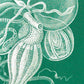 Siphonophorae I by Ernst Haeckel