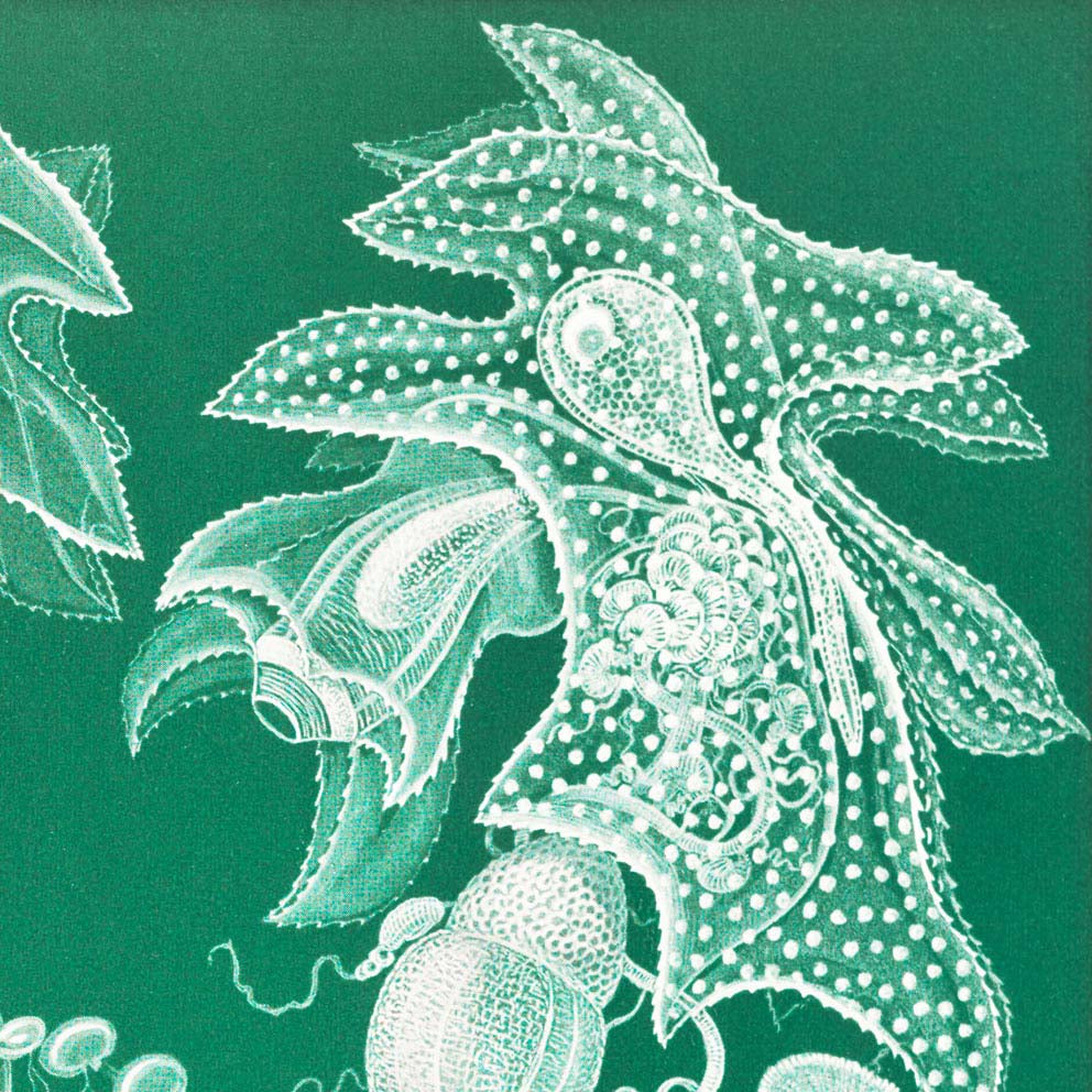 Siphonophorae I by Ernst Haeckel