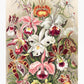 Orchids (Orchideae–Denusblumen) By Ernst Haeckel