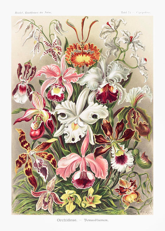 Orquídeas (Orchideae–Denusblumen) de Ernst Haeckel 