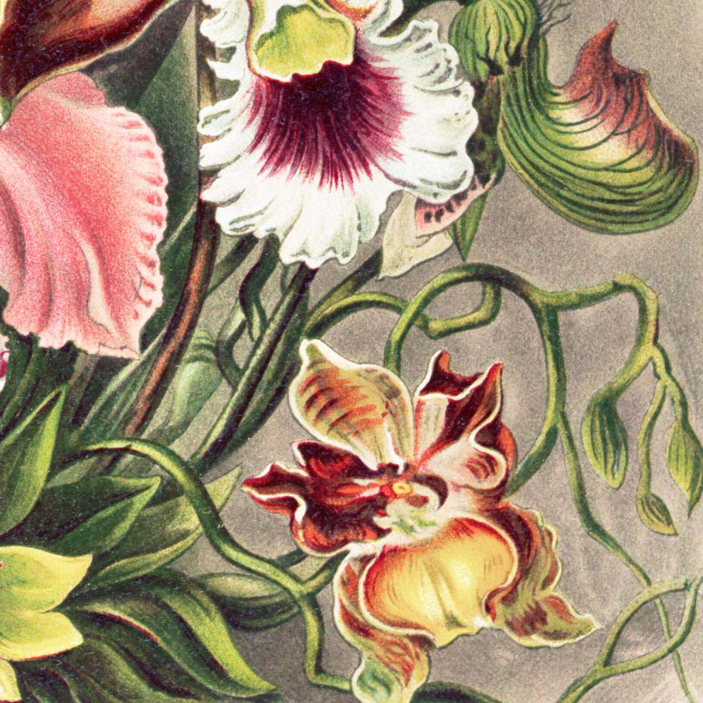 Orchids (Orchideae–Denusblumen) By Ernst Haeckel