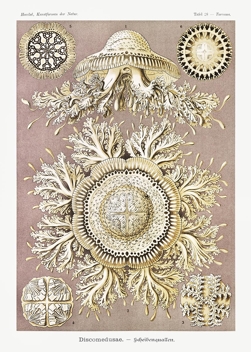 Discomedusae II by Ernst Haeckel