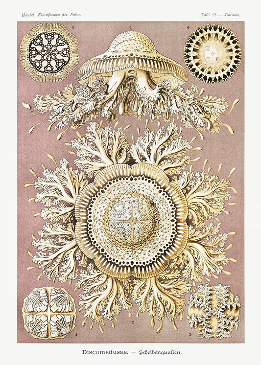 Discomedusas II de Ernst Haeckel