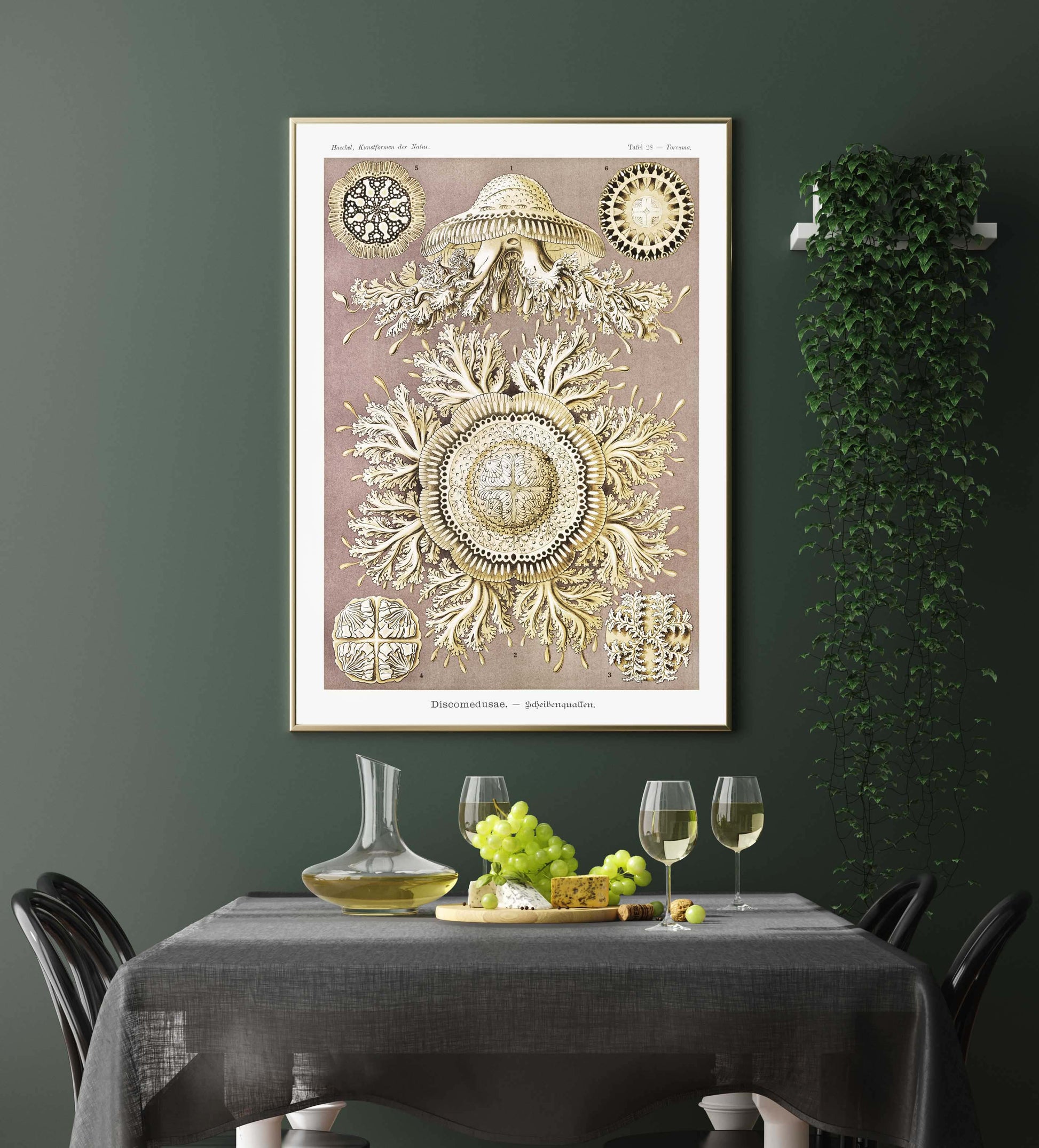 Ernst Haeckel Wall Art - Discomedusae II by Ernst Haeckel Poster